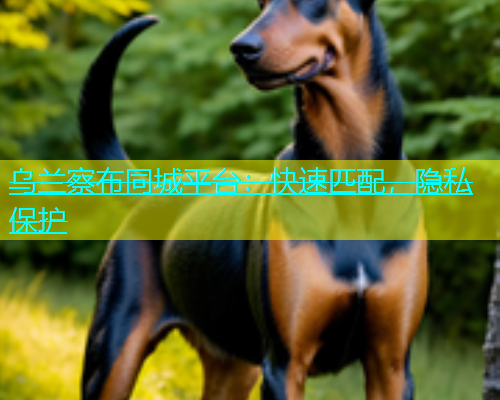 乌兰察布同城平台：快速匹配，隐私保护